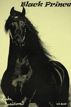 Black Prince of Pearl