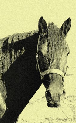 Zoccolo Nero