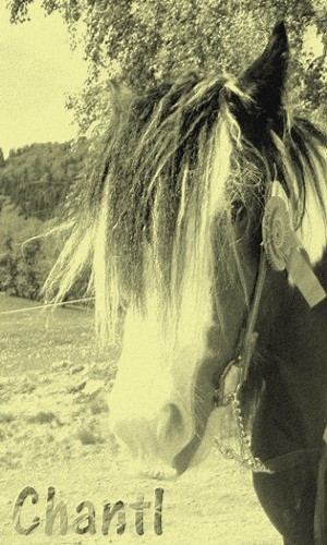 Chantl of Irish Horse